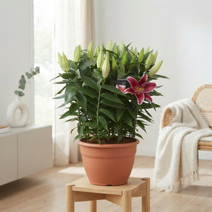Pink Oriental Lily ‘Starlight Express’ (Lilium) – 35cm Pot