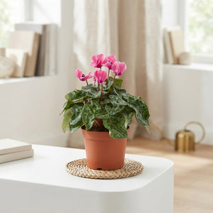 Small-Flowered Cyclamen persicum – 10.5cm Pot