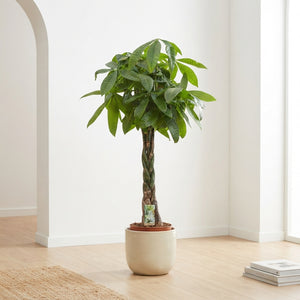 Money Tree (Pachira aquatica) – 27cm Pot, 160cm High