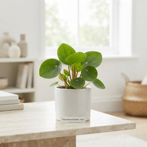 Chinese Money Plant (Pilea peperomioides) – 6cm Pot