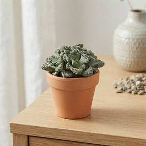 Titanopsis calcarea Living Stone Succulent – 5.5cm Pot