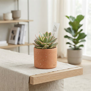 Variegated Money Plant (Crassula) – 5.5cm Pot