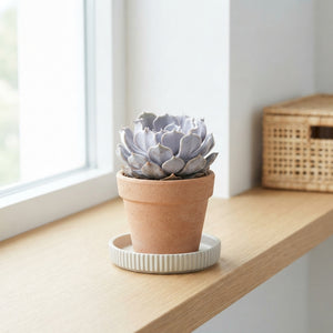 Echeveria runyonii Succulent – 5.5cm Pot