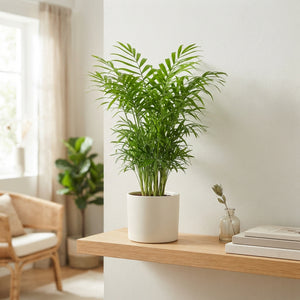 Parlour Palm (Chamaedorea elegans) – 9cm Pot