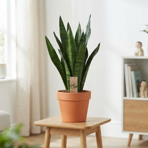 Snake Plant (Sansevieria trifasciata) – 21cm Pot