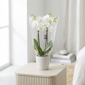White Phalaenopsis Orchid (2 Stem) – 9cm Pot