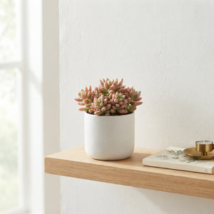 Mixed Echeveria Succulent – 8.5cm Pot