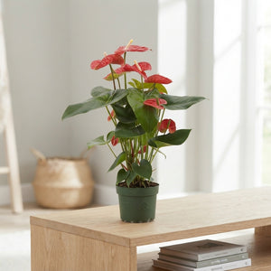 Red Anthurium (Anthurium andraeanum) – 17cm Pot