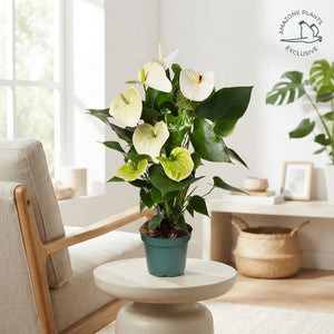 White Anthurium (Anthurium andraeanum) – 14cm Pot