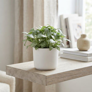 Fittonia White Tiger Nerve Plant – 8.5cm Pot