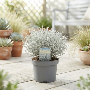 Silver Cushion Bush (Leucophyta brownii) – 13cm Pot