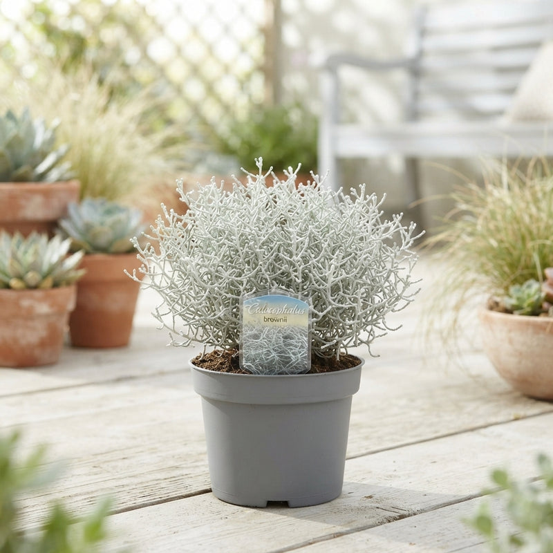 Silver Cushion Bush (Leucophyta brownii) – 13cm Pot