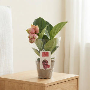 Medinilla Candy Flowering Houseplant – 14cm Pot