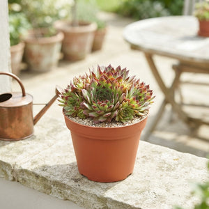 Mixed Houseleek Collection (Sempervivum) – 10.5cm Pot