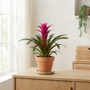 Mixed Bromeliad Houseplant – 9cm Pot, 40cm High