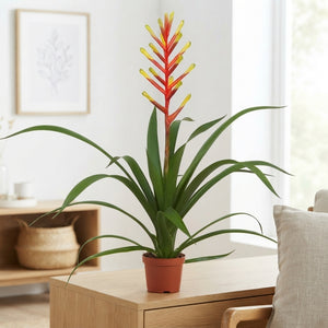 Guzmania Plant (Guzmania dissitiflora) – 9cm Pot