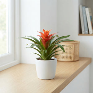 Guzmania ‘Theresa’ Flowering Houseplant – 9cm Pot