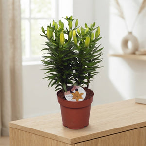 Orange Asiatic Lily (Lilium) – 19cm Pot