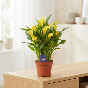 Yellow Calla Lily (Zantedeschia) – 14cm Pot