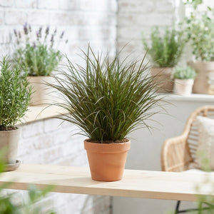 Carex brunnea Japanese Sedge – 13cm Pot