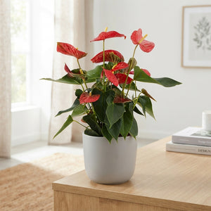 Red Anthurium (Anthurium andraeanum) – 14cm Pot