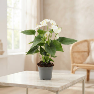 White Anthurium Houseplant – 14cm Pot