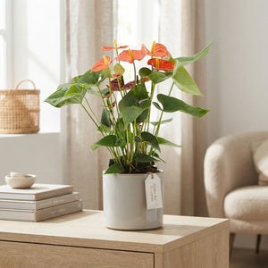 Orange Anthurium – 14cm Pot, 45cm High