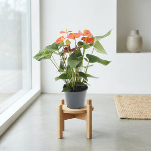 Orange Anthurium – 14cm Pot, 45cm High