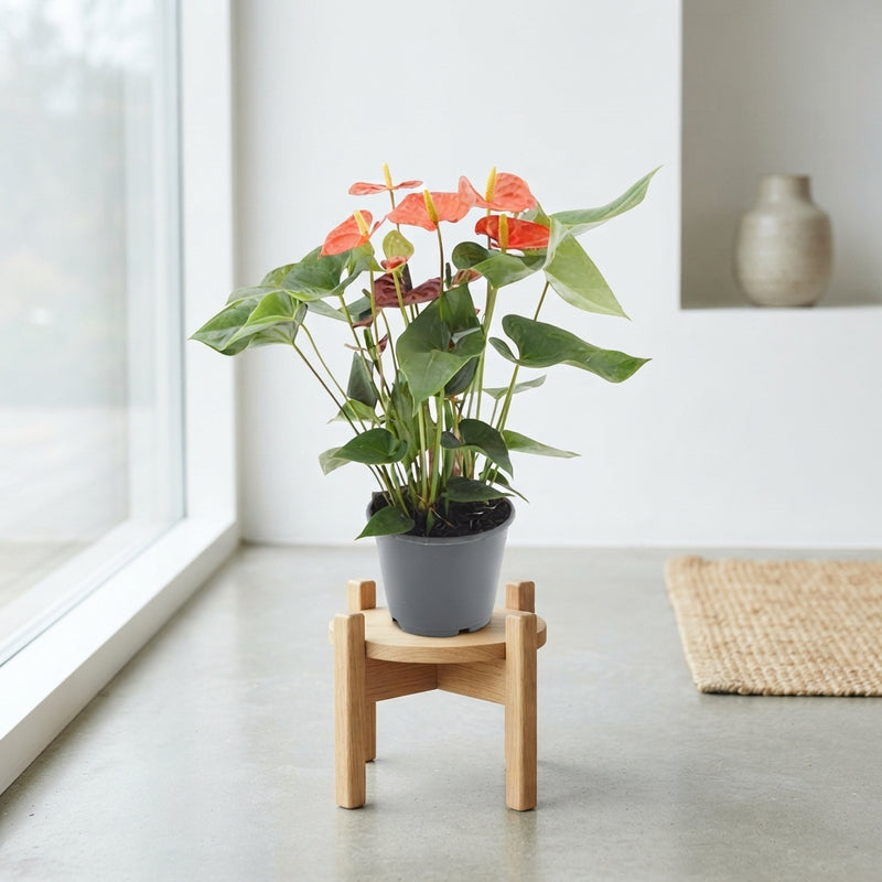 Orange Anthurium – 14cm Pot, 45cm High