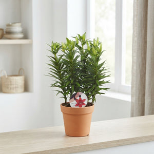 Orange Asiatic Lily (Lilium) – 19cm Pot