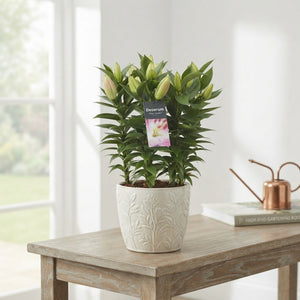 Pink Oriental Lily (Lilium Oriental Group) – 19cm Pot