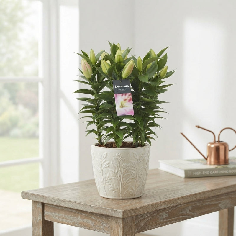 Pink Oriental Lily (Lilium Oriental Group) – 19cm Pot