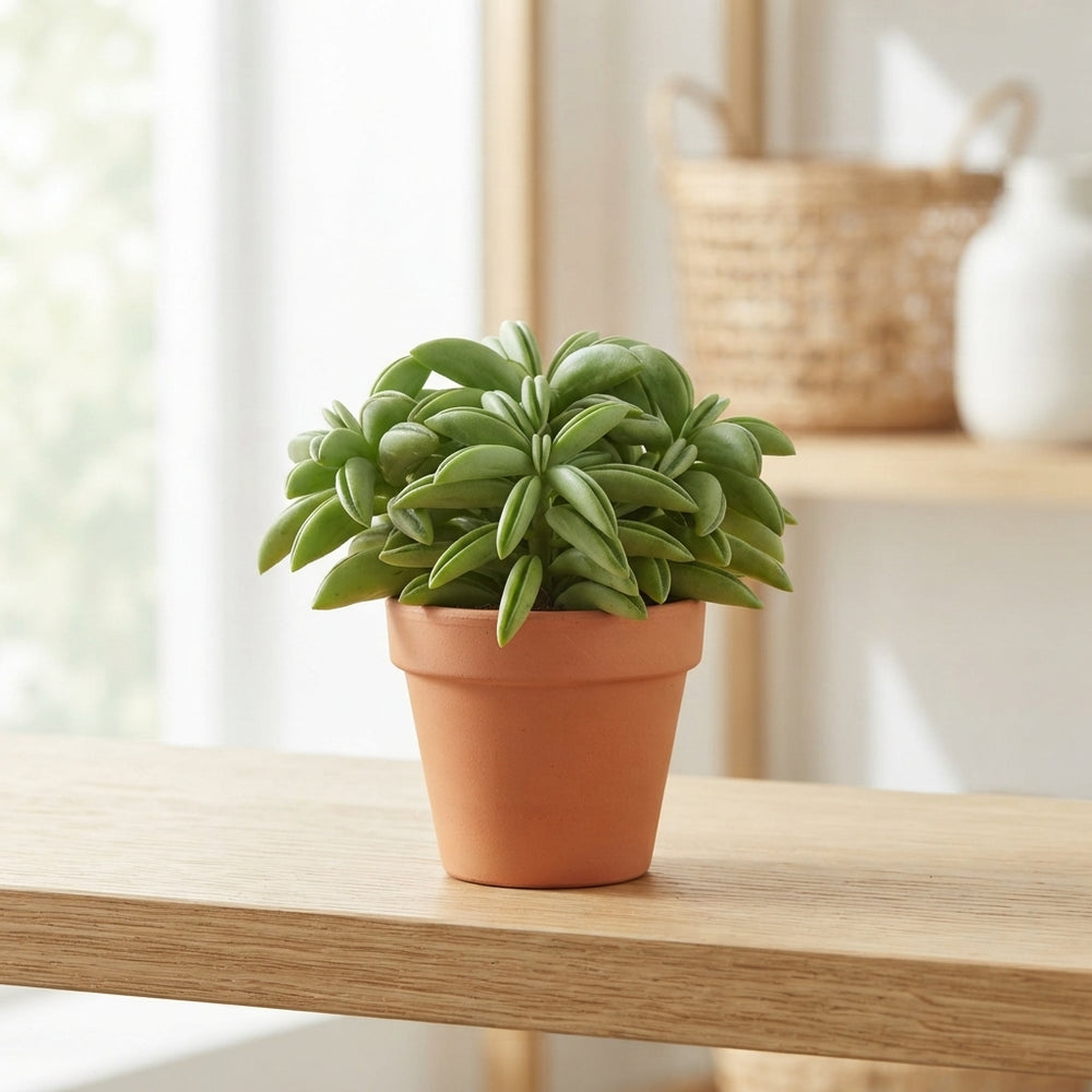 Peperomia ‘Happy Bean’ Houseplant – 5.5cm Pot
