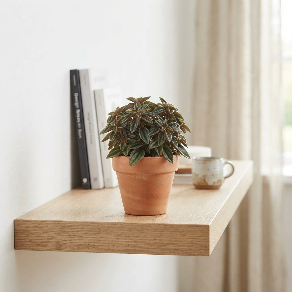 Silver Spark Peperomia (Peperomia) – 5.5cm Pot