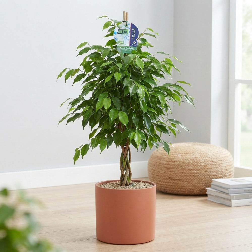 Ficus benjamina ‘Exotica’ – 27cm Pot, 150cm Tall