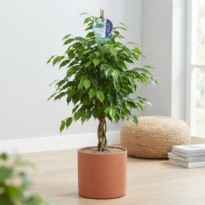 Ficus benjamina ‘Exotica’ – 27cm Pot, 150cm Tall
