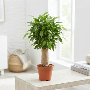 Ficus Benjamina ‘Natasja’ – 12cm Pot, 38cm High