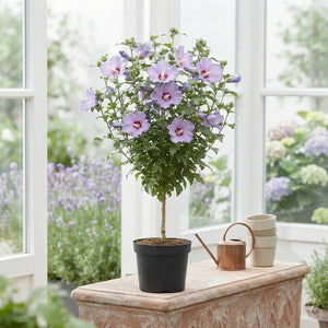 Rose of Sharon Hibiscus (Hibiscus syriacus) – 19cm Pot