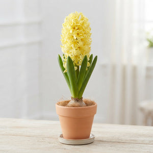 Hyacinth ‘City of Haarlem’ Flower Bulbs – Pack of 5