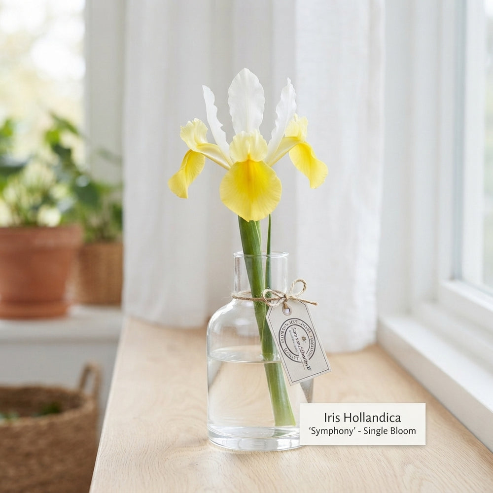 Iris Hollandica ‘Symphony’ Flower Bulbs – 15 Bulbs