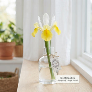 Iris Hollandica ‘Symphony’ Flower Bulbs – 15 Bulbs