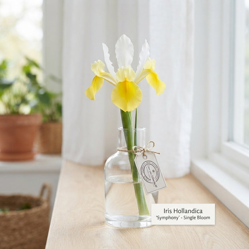 Iris Hollandica ‘Symphony’ Flower Bulbs – 15 Bulbs