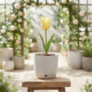 Tulipa species ‘Honky Tonk’ Flower Bulbs – Pack of 10
