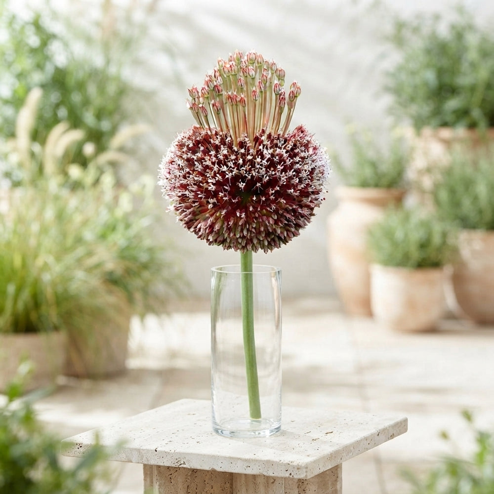 Allium ‘Forelock’ Flower Bulbs – Mixed Colours