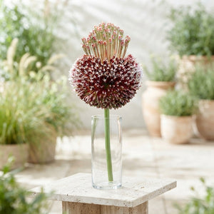 Allium ‘Forelock’ Flower Bulbs – Mixed Colours