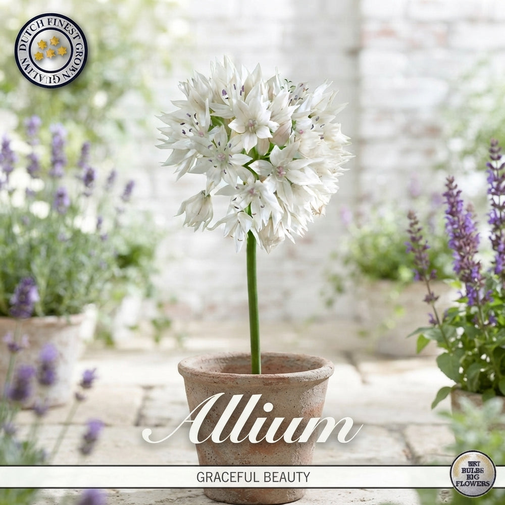 Allium ‘Graceful Beauty’ Flower Bulbs – Mixed Colours