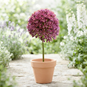 Allium ‘Lucy Ball’ Flower Bulbs – Mixed Colours