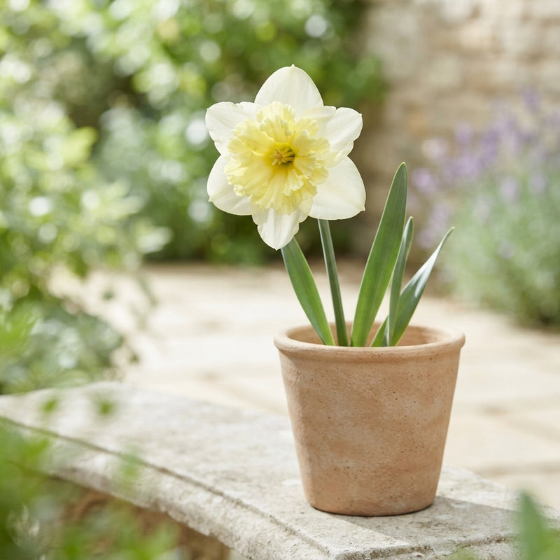 Narcissus ‘Ice Follies’ Large-Cupped Daffodil Bulbs – Pack of 5
