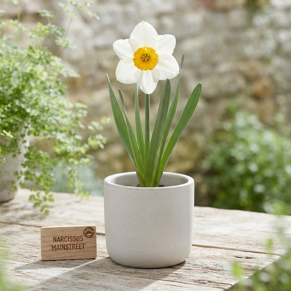 Narcissus ‘Mainstreet’ Daffodil Bulbs – Pack of 5