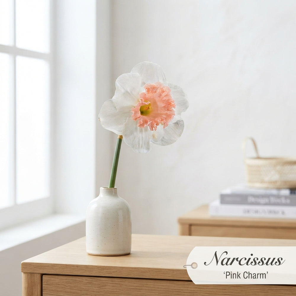 Narcissus ‘Pink Charm’ Daffodil Bulbs – Pack of 5
